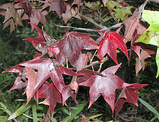 311px-Fall_sweetgum_leaves_0197